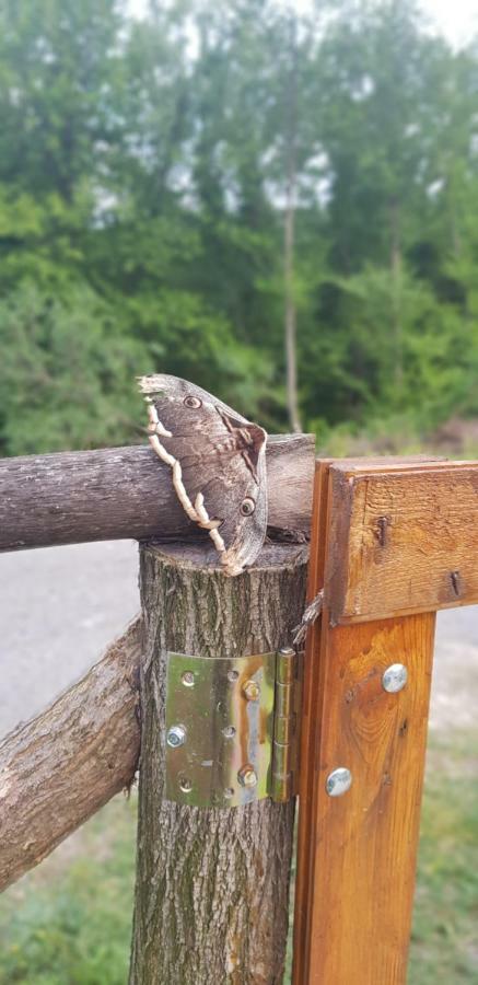 Orahovo Cottages Virpazar Eksteriør bilde
